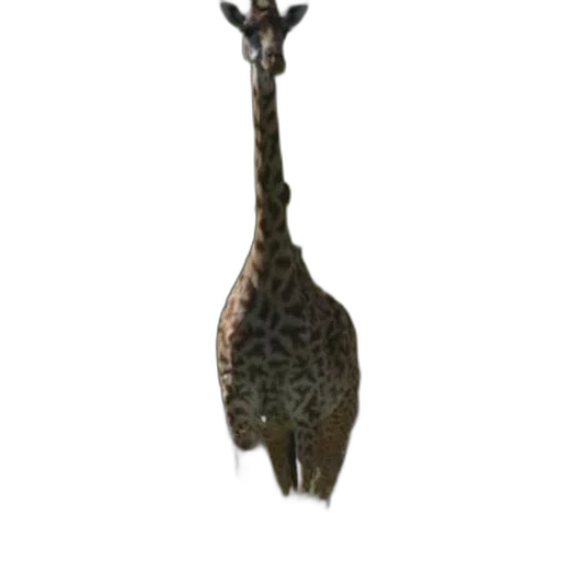 animal, creature, staff, dragon transparent PNG cut-out