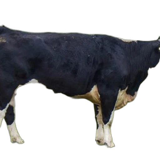 animal, food, creature, jewelry transparent PNG cut-out