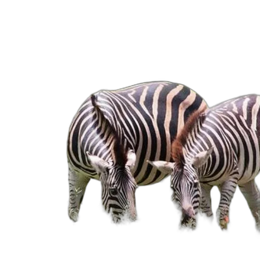 animal, creature, furniture, jewelry transparent PNG cut-out