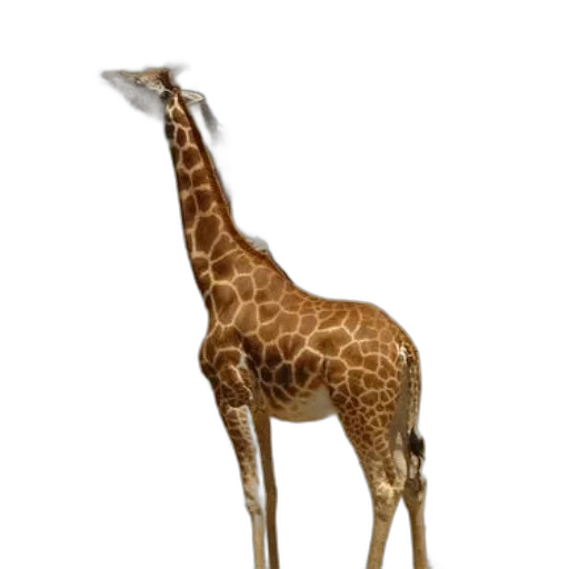 animal, creature, staff, hat transparent PNG cut-out