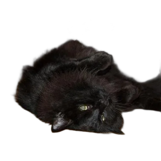 creature, animal, staff, hair transparent PNG cut-out