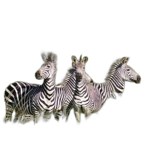 animal, jewelry, creature, 3d render transparent PNG cut-out