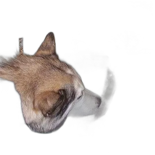 animal, creature, hair, face transparent PNG cut-out