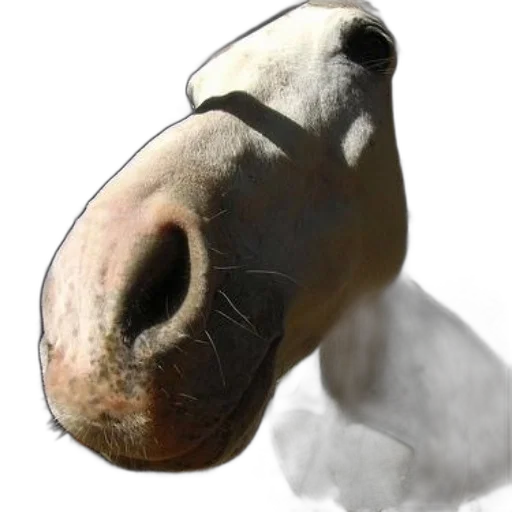 animal, mask, creature, face transparent PNG cut-out