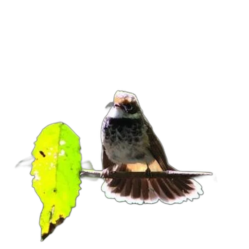 staff, animal, creature, umbrella transparent PNG cut-out