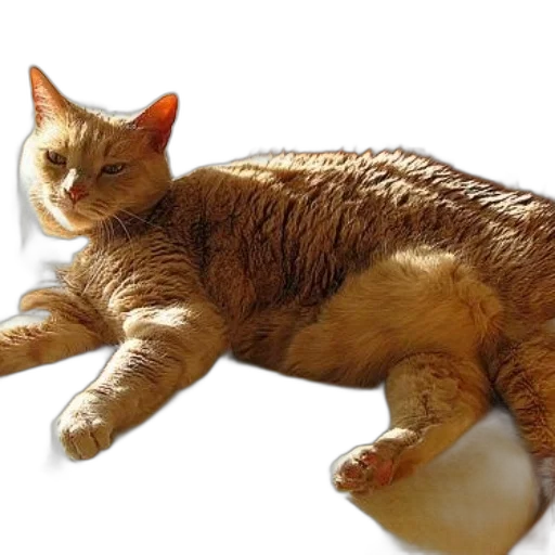 animal, creature, staff, photorealistic transparent PNG cut-out