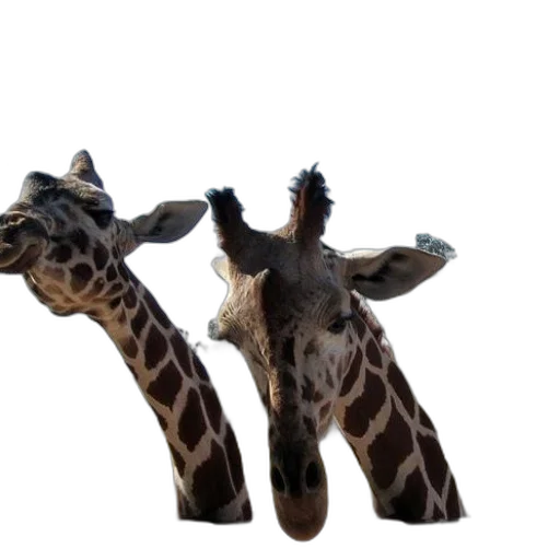 animal, creature, shoes, staff transparent PNG cut-out