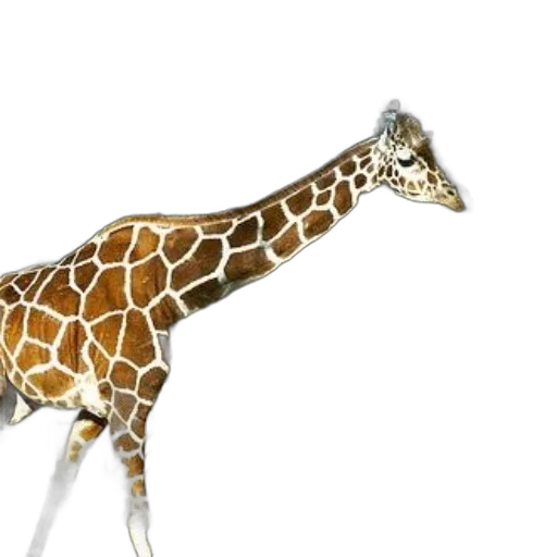 animal, creature, staff, weapon transparent PNG cut-out