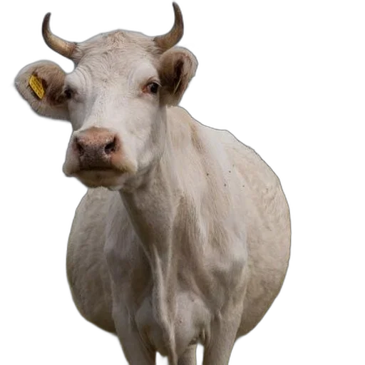 animal, face, creature, mask transparent PNG cut-out