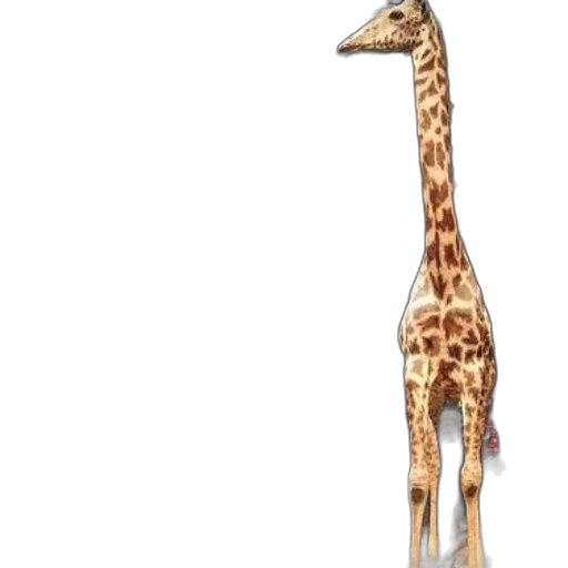 animal, creature, staff, weapon transparent PNG cut-out