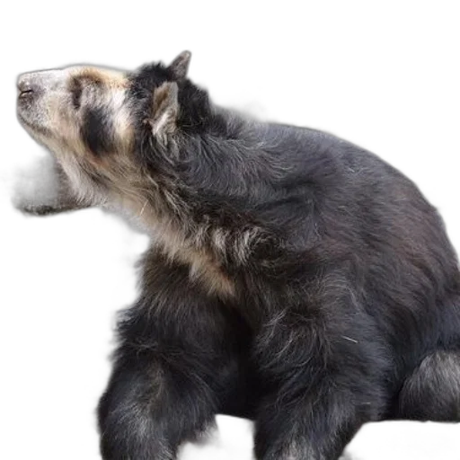 animal, creature, hair, staff transparent PNG cut-out