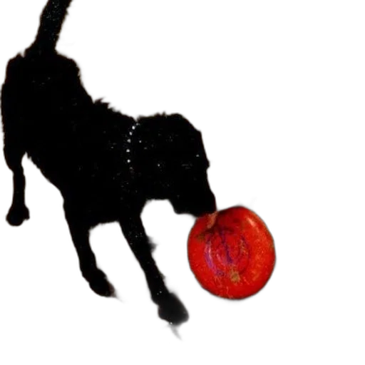 animal, staff, jewelry, photorealistic transparent PNG cut-out