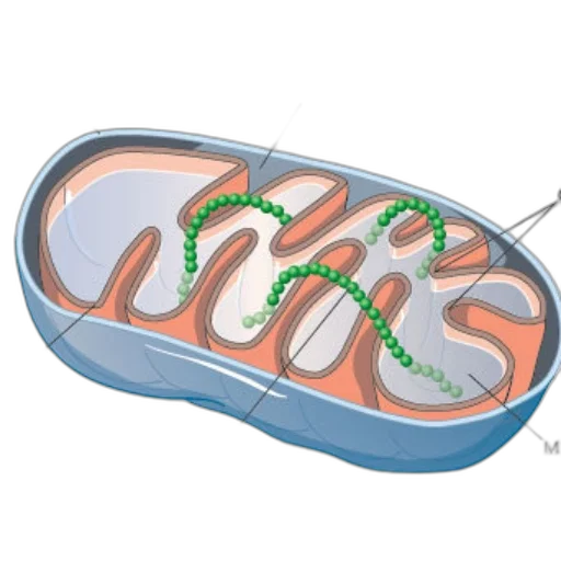 concept art, detailed, diagram, mitochondrion transparent PNG cut-out