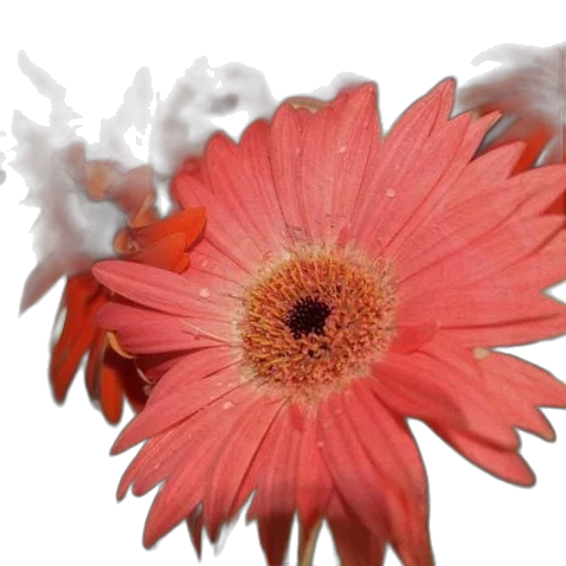 flower, crown, jewelry, staff transparent PNG cut-out