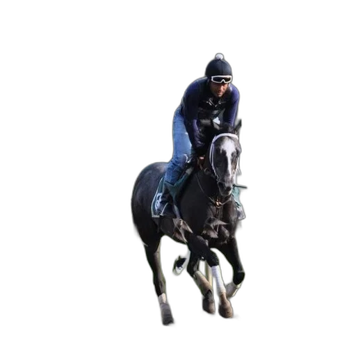 animal, jockey, rides, horse transparent PNG cut-out