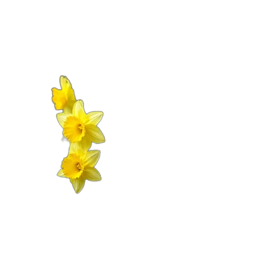 flower, crown, jewelry, staff transparent PNG cut-out