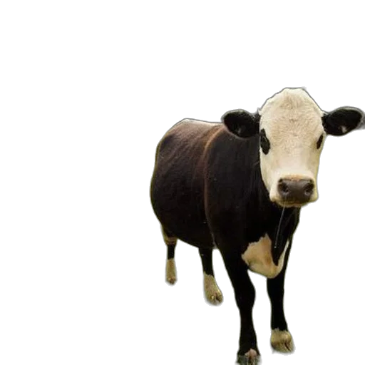 animal, creature, face, food transparent PNG cut-out