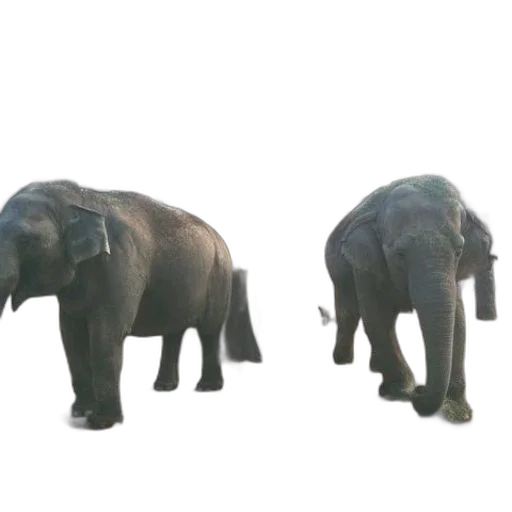animal, furniture, creature, 3d render transparent PNG cut-out