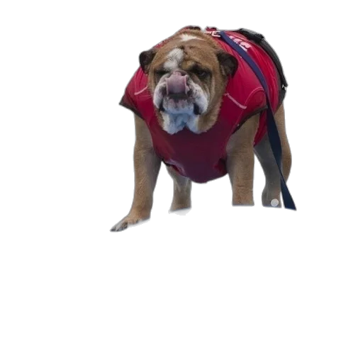 jacket, animal, creature, staff transparent PNG cut-out