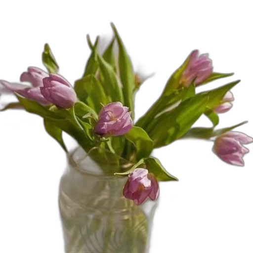 flower, crown, bottle, jewelry transparent PNG cut-out