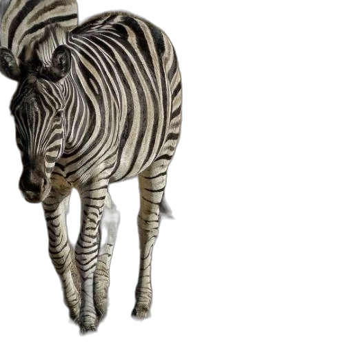 animal, creature, 3d render, photorealistic transparent PNG cut-out