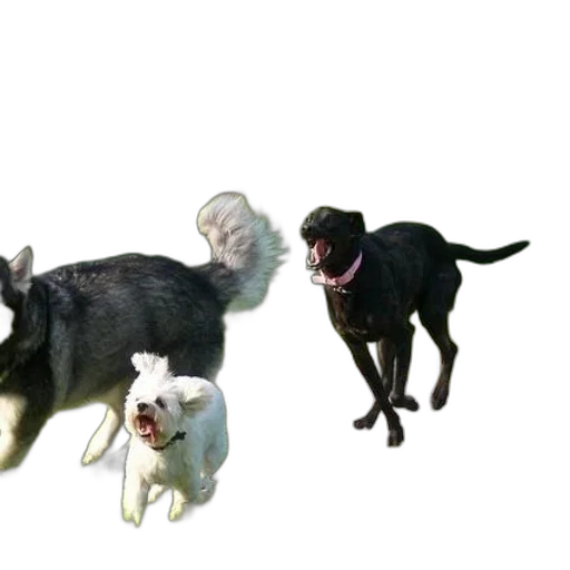 animal, staff, creature, 3d render transparent PNG cut-out