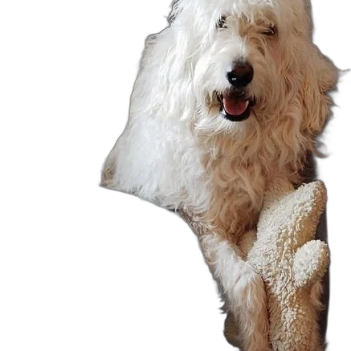 animal, staff, creature, face transparent PNG cut-out