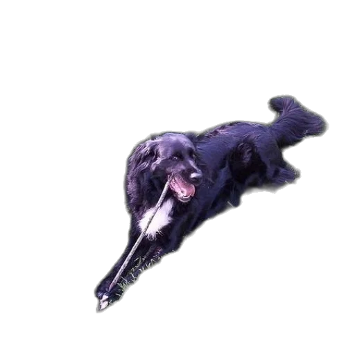 animal, creature, dragon, staff transparent PNG cut-out