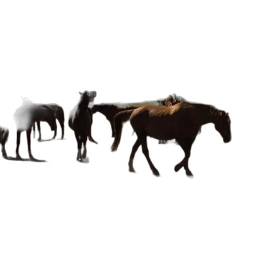 animal, staff, creature, hair transparent PNG cut-out