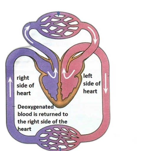 diagram, illustrating, flow, oxygenated transparent PNG cut-out