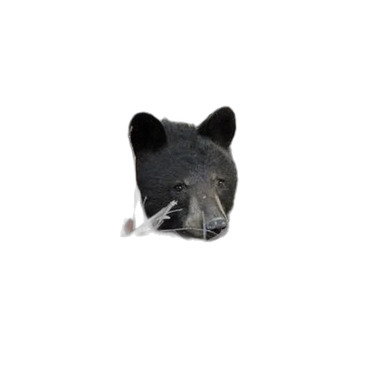 animal, mask, face, creature transparent PNG cut-out