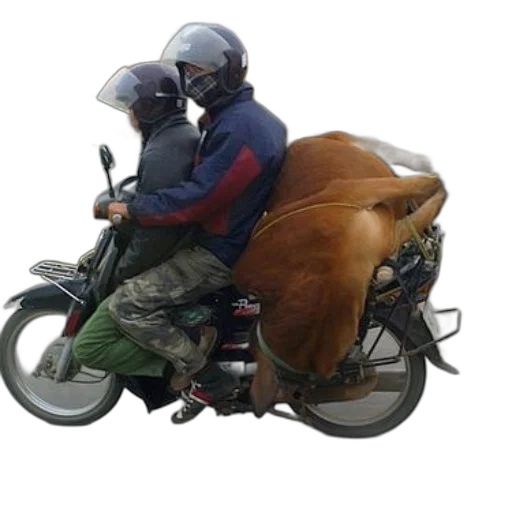 animal, jacket, car, photorealistic transparent PNG cut-out