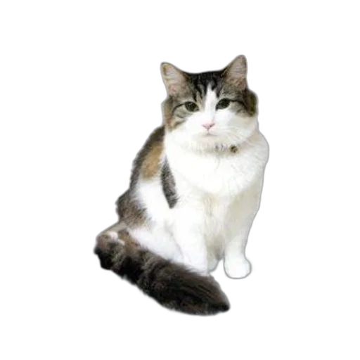 staff, animal, creature, jewelry transparent PNG cut-out