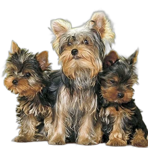 animal, staff, photorealistic, oil painting transparent PNG cut-out