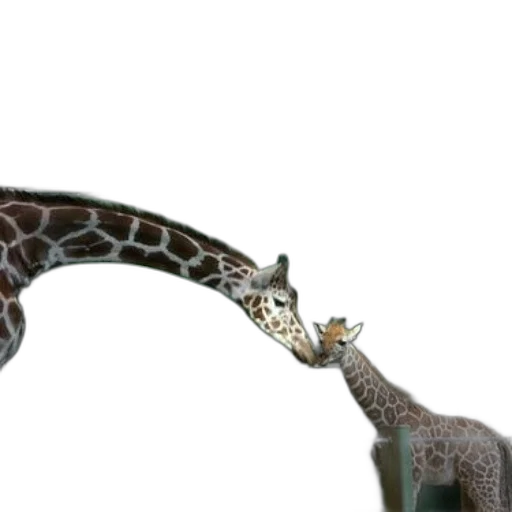 animal, staff, jewelry, creature transparent PNG cut-out