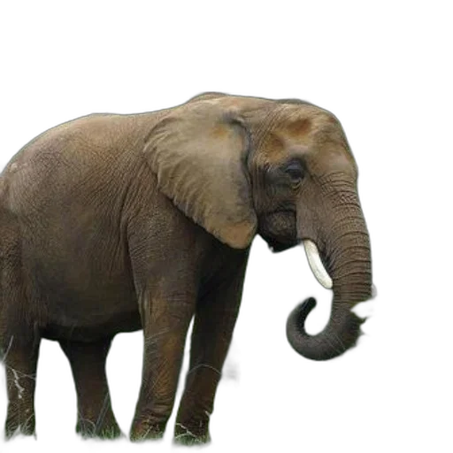 animal, creature, staff, weapon transparent PNG cut-out