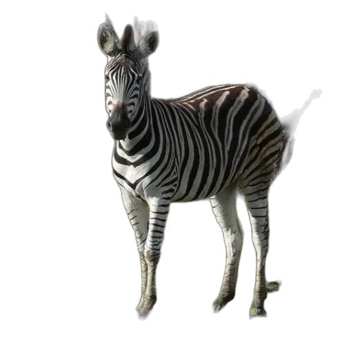 animal, creature, staff, jewelry transparent PNG cut-out