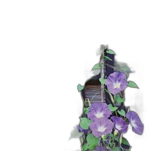 flower, crown, jewelry, bottle transparent PNG cut-out