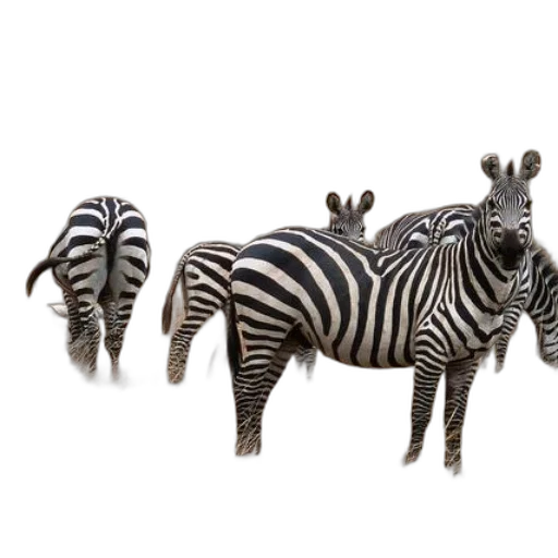 animal, creature, jewelry, furniture transparent PNG cut-out