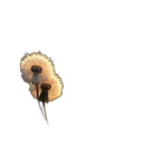 flower, hair, umbrella, staff transparent PNG cut-out
