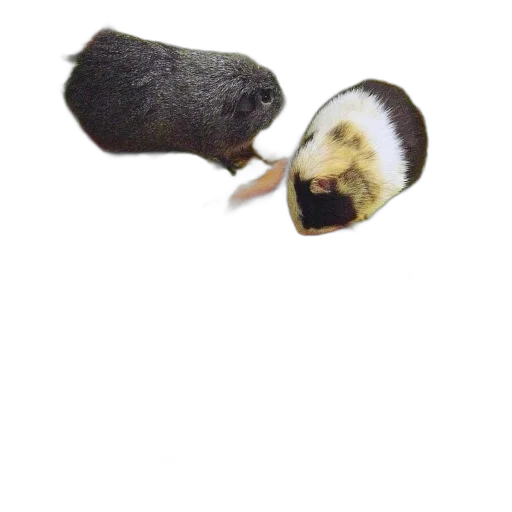 animal, hat, hair, food transparent PNG cut-out