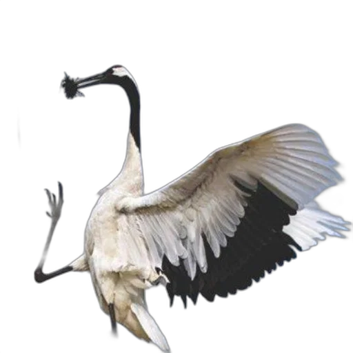 animal, staff, creature, dragon transparent PNG cut-out