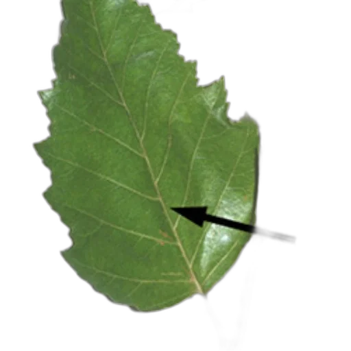 staff, tree, umbrella, crown transparent PNG cut-out
