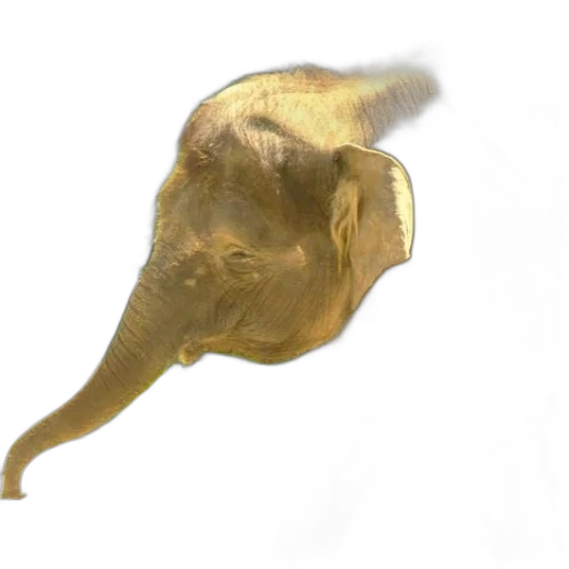 animal, staff, creature, hat transparent PNG cut-out
