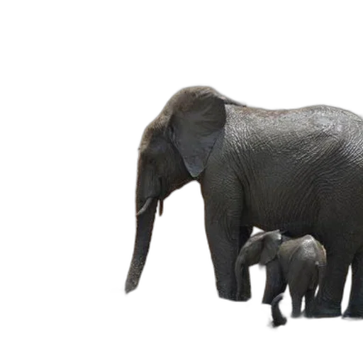 animal, staff, creature, 3d render transparent PNG cut-out