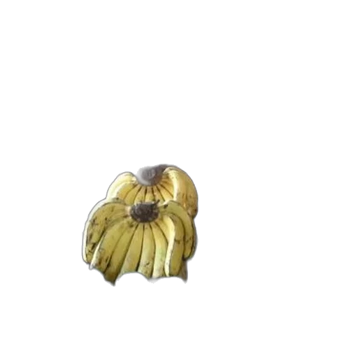 crown, jewelry, flower, hair transparent PNG cut-out