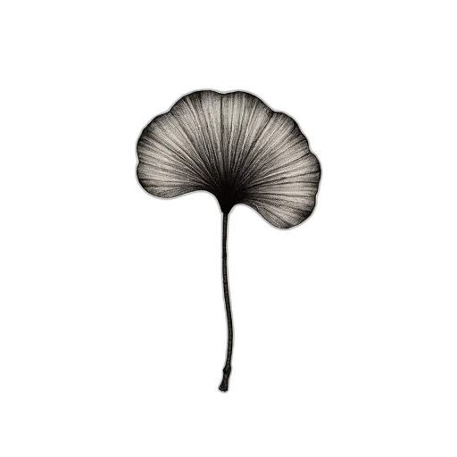 flower, umbrella, hat, hair transparent PNG cut-out