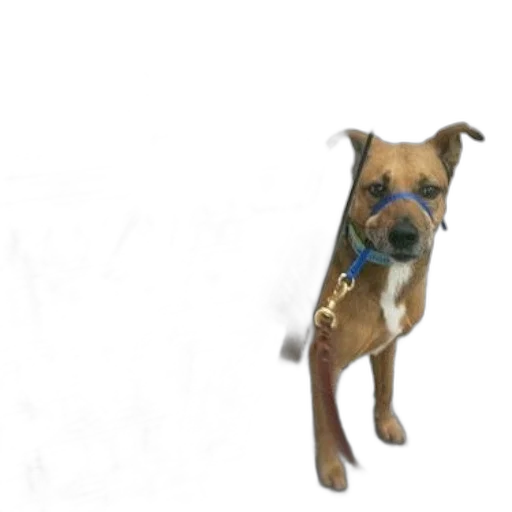 staff, animal, creature, photorealistic transparent PNG cut-out