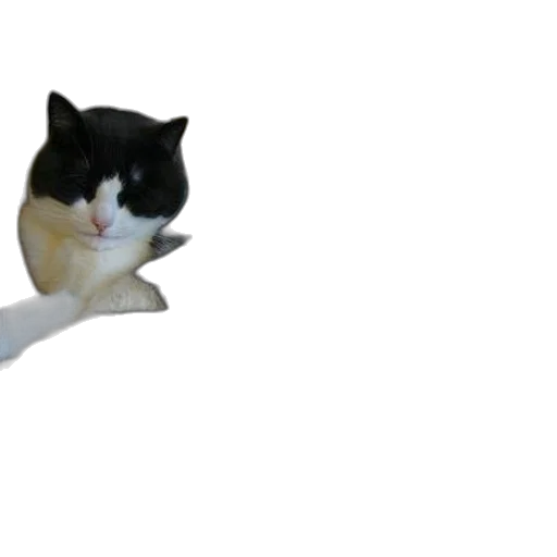 animal, staff, creature, hat transparent PNG cut-out