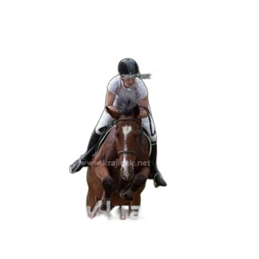 animal, photorealistic, pixel art, rider transparent PNG cut-out